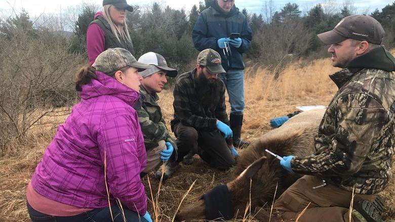 Pennsylvania Game Commission Elk Biologist Jeremy Banfield, at left, leads Penn State DuBois Wildlife Technology students in collecting data from a sedated elk near Benezette, PA. 